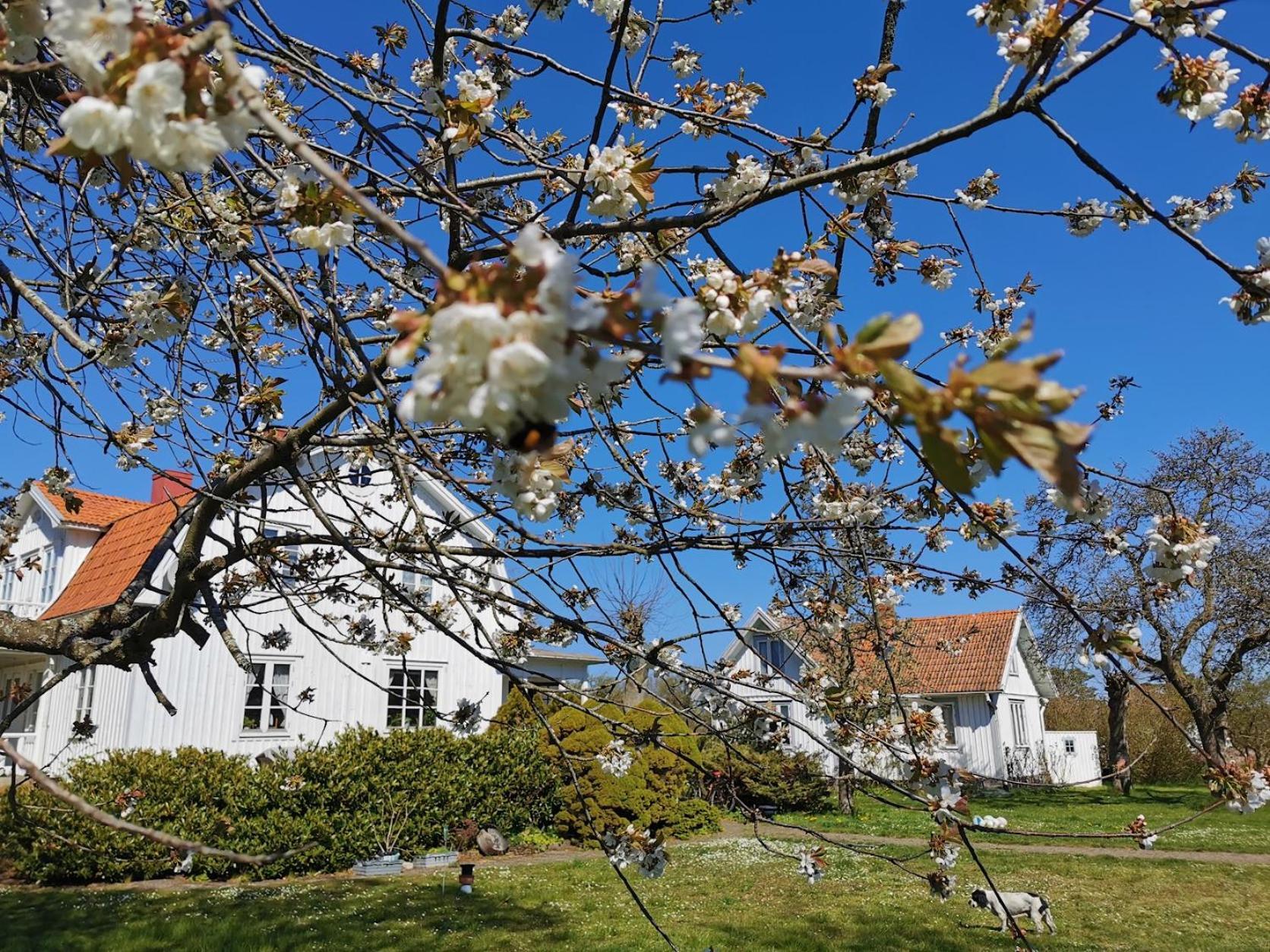 Villa Bond-Garden Fågelmara Exterior foto